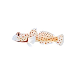 Orange Dotted Goby